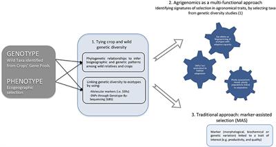 Genetic and Genomic Tools to Asssist Sugar Beet Improvement: The Value of the Crop Wild Relatives